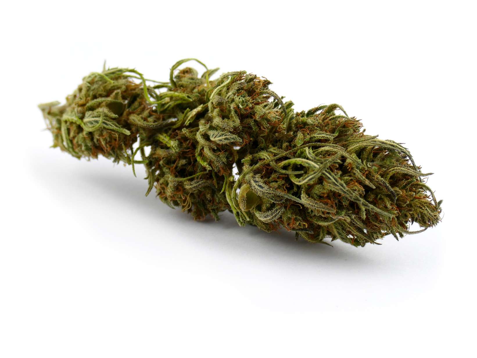 herge sativa