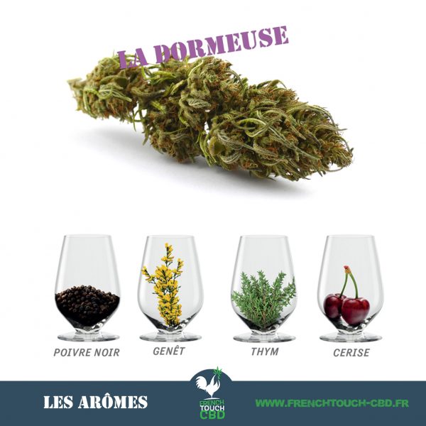 La dormeuse AMNESIA Aromes